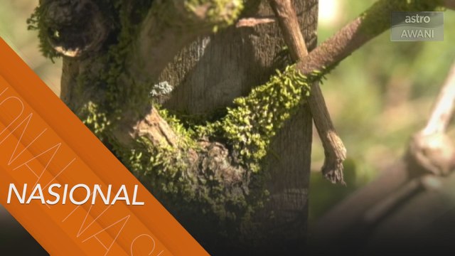 Mencari pewaris legasi lada Kampung Stass