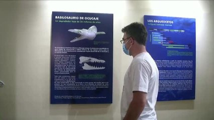 Hallan en Perú el cráneo de un depredador marino que vivió hace 36 millones de años