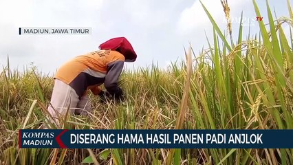 Diserang Hama Hasil Panen Padi Anjlok
