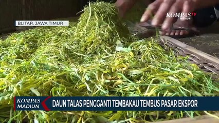 Daun Talas Pengganti Tembakau Tembus Pasar Ekspor