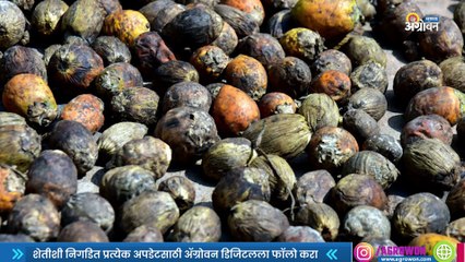 Areca Imports | आत्मनिर्भर भारत करतोय सुपारीची आयात  | Sakal|