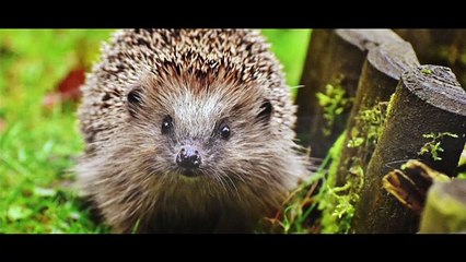 Méditation du  HÉRISSON [ANTHONY DORIAND]
