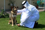 تعرّف على أشهر المرافق للحيوانات الأليفة في دبي