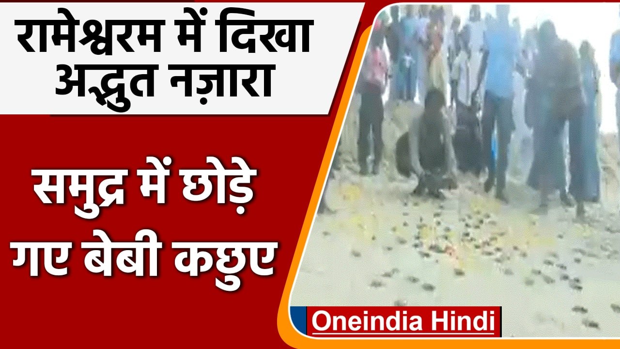 Tamil Nadu: Rameswaram​ समुद्रतट पर छोड़े गए बेबी समुद्री कछुए | #Shorts| वनइंडिया हिंदी