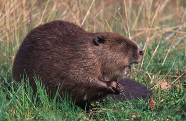 Beavers reintroduced to London after 400-year absence