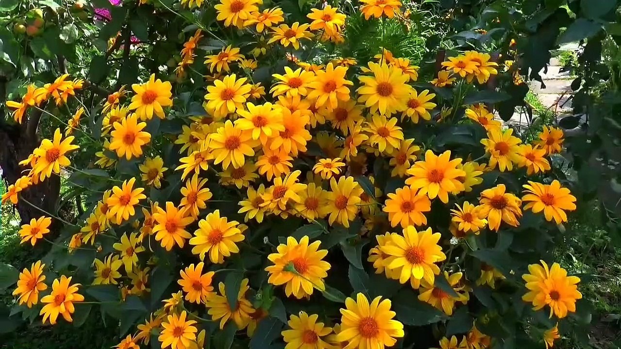 medition music video relax watch beautiful nature