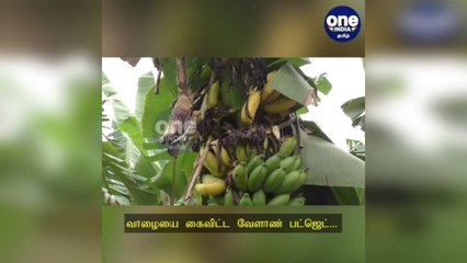 கரூர்: வாழையை கைவிட்ட வேளாண் பட்ஜெட்…  விவசாயிகள் கடும் விரக்தி!