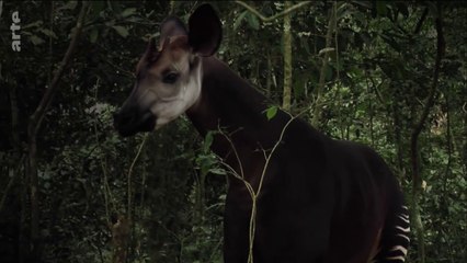 La fabuleuse histoire de l'évolution - Afrique, le rift albertain