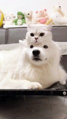 vidéos de chat / Cat Videos