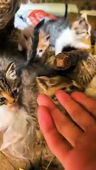 vidéos de chat / Cat Videos