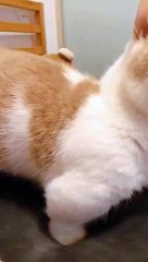 vidéos de chat / Cat Videos
