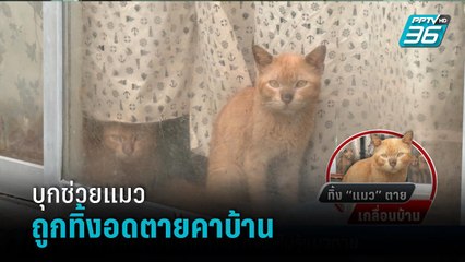 บุกช่วยแมวส้ม 10 ตัว ถูกทิ้งอดตายคาบ้าน เจ้าของรับไม่ได้ดูแล-ทำงานต่างจังหวัด | เข้มข่าวค่ำ