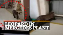 WATCH: Leopard Spotted In Mercedes Benz Factory