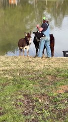 Fisherman Joined by Animal Friends