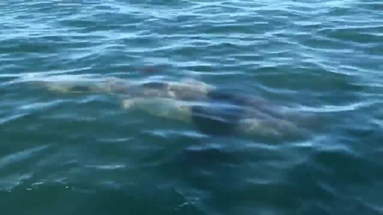 Shark video