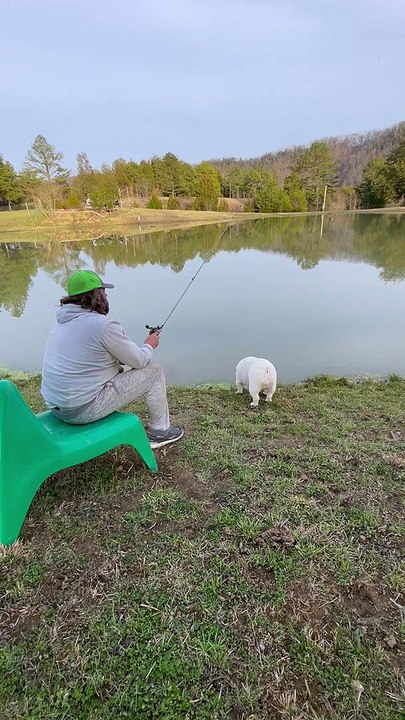 Charli the English Bulldog Tries to Catch Fish...