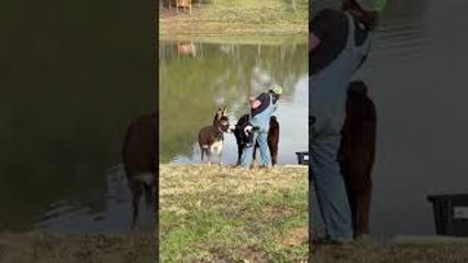 Fisherman Joined by Animal Friends