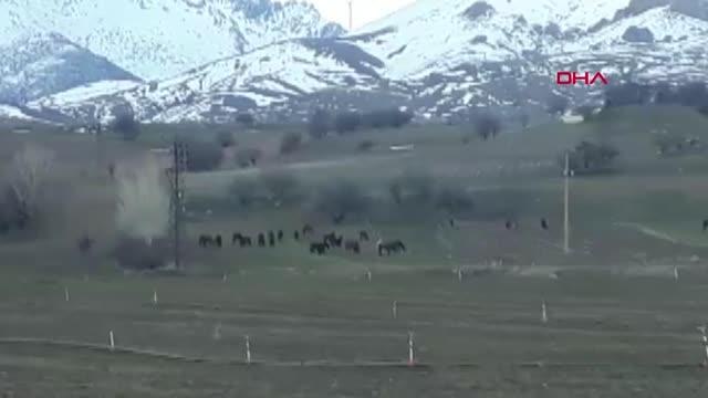 AÇ KALAN YILKI ATLARI TARIM ARAZİLERİNE İNDİ