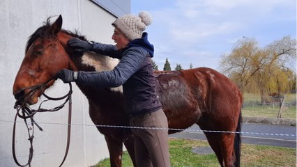 Venir à cheval au travail, "ça fait l'animation, on ne s'ennuie pas, c'est vraiment chouette"