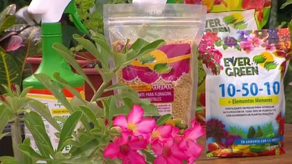 bd-publireportaje-evergreen-210322