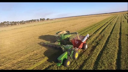 Area News Rice being harvested