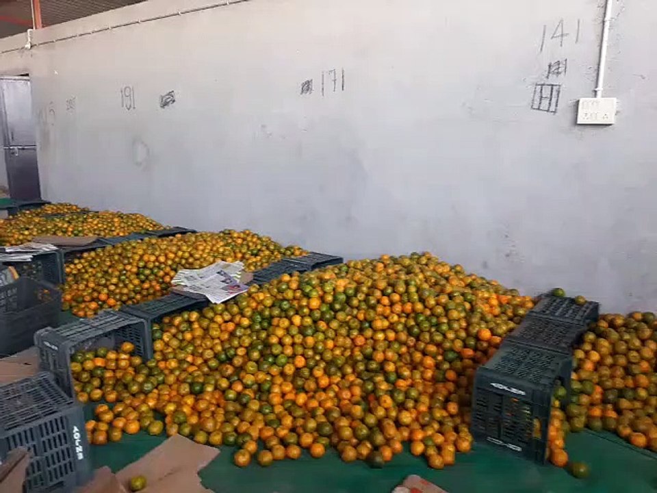 Watch video: bumper production of oranges in Jhalawar, farmers become rich