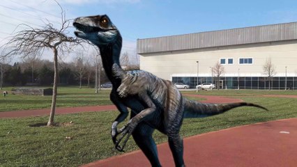 Velociraptor looking around in the park