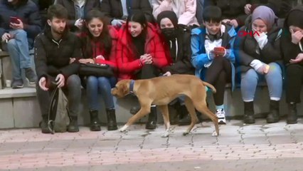 Nevruz kutlamalarındaki köpek bütün ikramları yedi