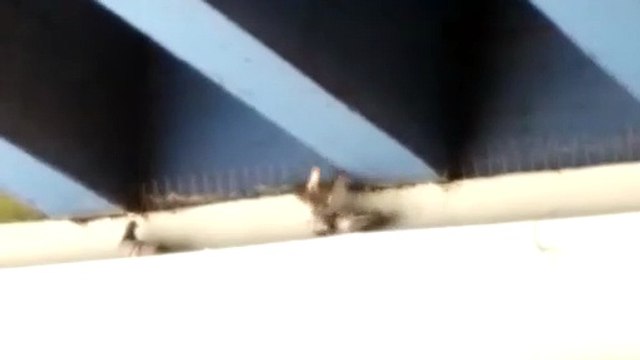 Palomas en el puente con pinchos de Badalona