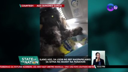 Ilang aso, sa loob ng ref nagpapalamig sa gitna ng mainit na panahon | SONA
