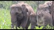 Elephants Family in Minneriya National Park