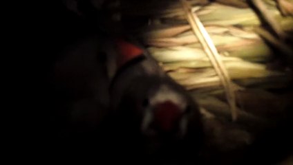 ZEBRA FINCH 102_8244