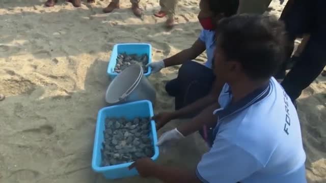 Sueltan 150 crías de tortuga en el sur de la India para luchar contra su extinción