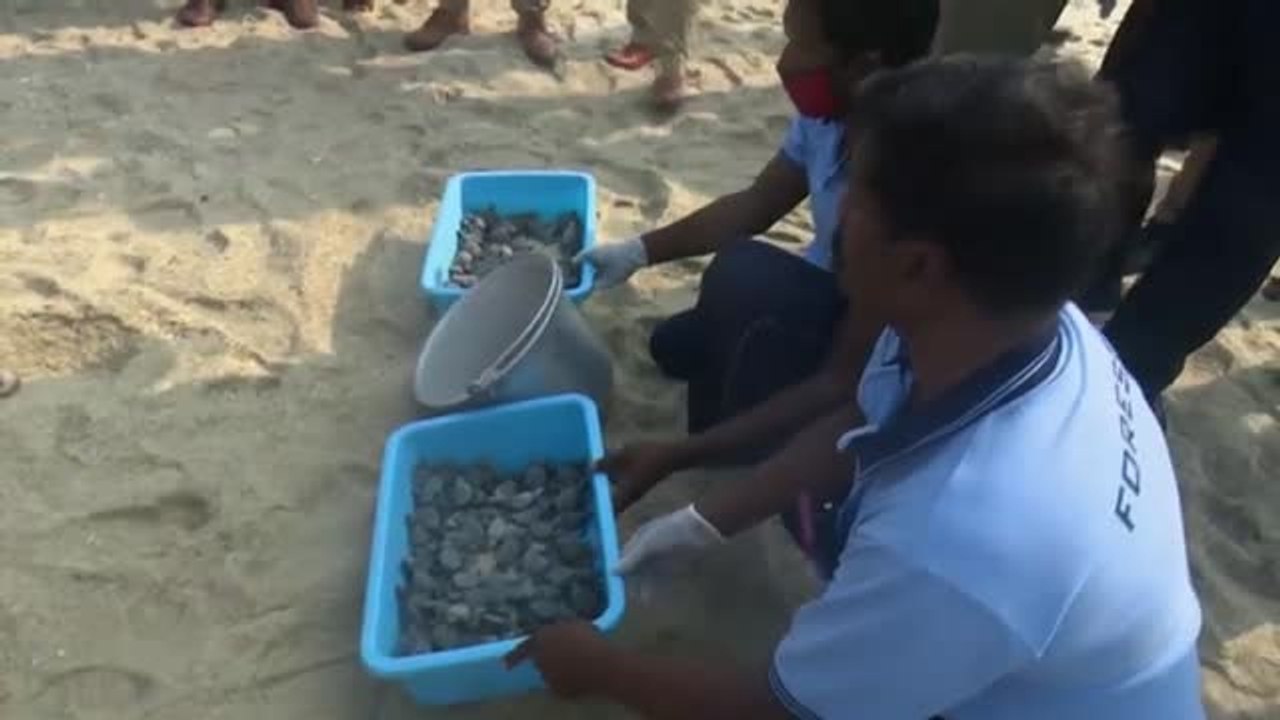 Sueltan 150 crías de tortuga en el sur de la India para luchar contra su extinción