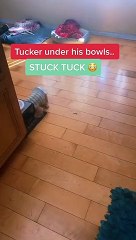 Tucker the Elderly Dog Gets Stuck Under Bowls