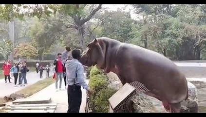 Un gardien calme un hippopotame qui veut sortir de son enclos et menace les touristes