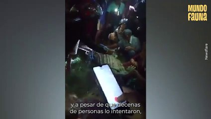 Un largo infierno: Cocodrilo atrapado en una llanta durante 6 años finalmente fue rescatado