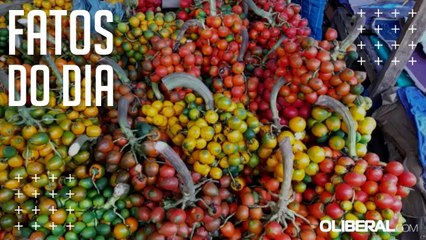 Pupunha: safra facilita acesso ao fruto