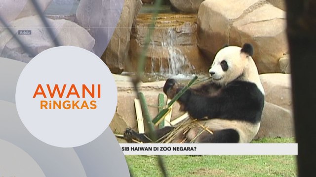 AWANI Ringkas: Apa nasib haiwan di Zoo Negara? | Kes bunuh bekas penyelidik MARDI: Tiga lagi suspek ditahan