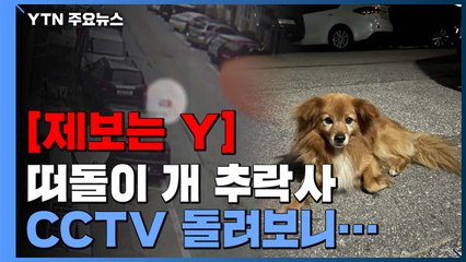 [제보는Y] 사라진 '다롱이'에게 무슨 일이?...CCTV 돌려보니 / YTN