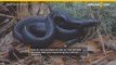 Extraña especie de serpiente es encontrada por segunda vez en más de seis décadas
