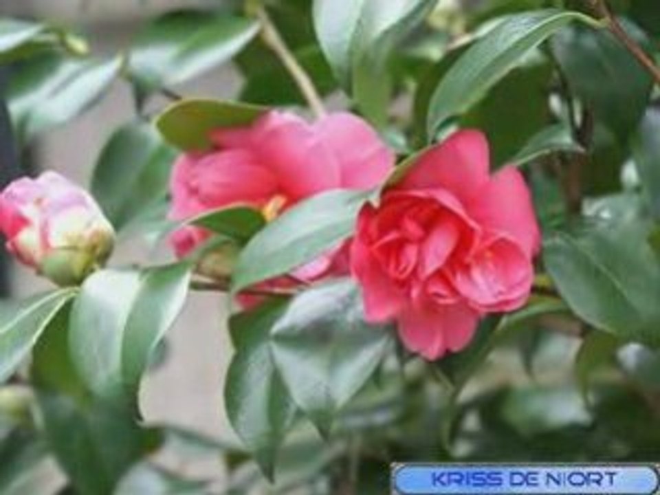 Camelia