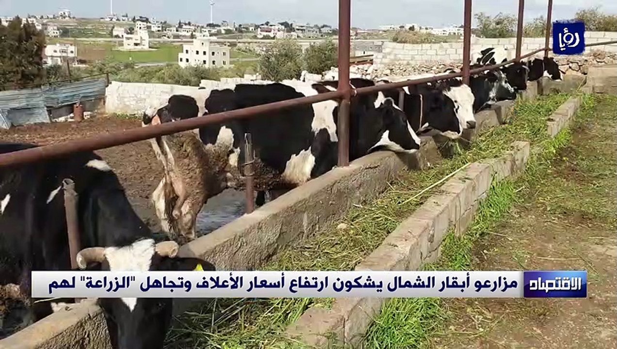 مزارعو أبقار الشمال يشكون ارتفاع أسعار الأعلاف وتجاهل "الزراعة" لهم