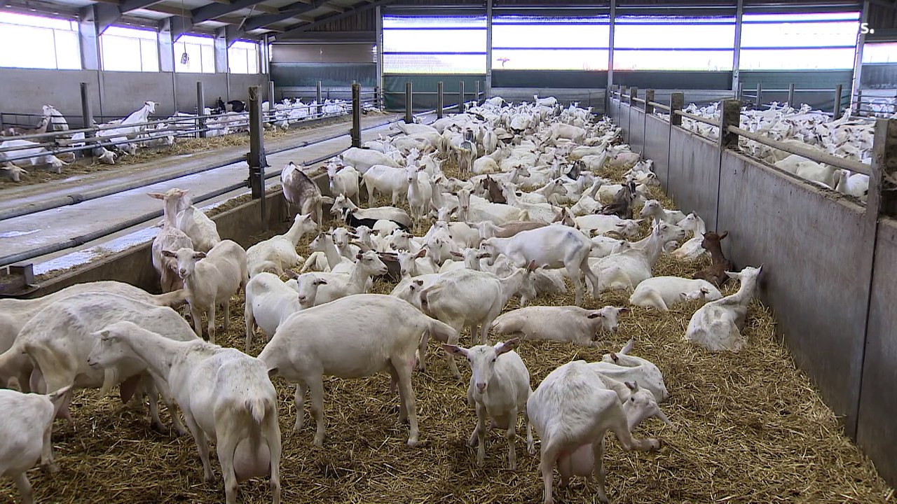 Skyrocketing fertiliser prices sends farmers production costs soaring