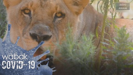 Empat singa di Zoo Barcelona disahkan positif COVID-19