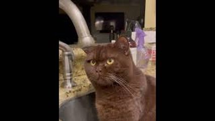 Stoic Cat Just Wants to Watch Water Droplet Fall