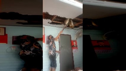 Removing a Massive Snake From Ceiling