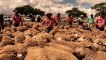 Elders Scott Fleetwood offers Staker dispersal ewes at Jamestown| March 17|Stock Journal