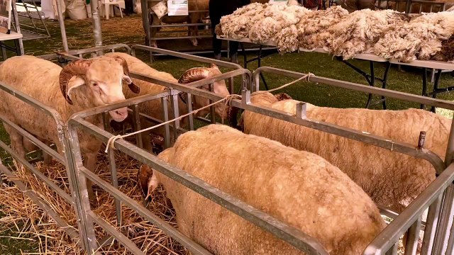 Elders SA Stud Merino Expo at Burra| March 16| Stock Journal