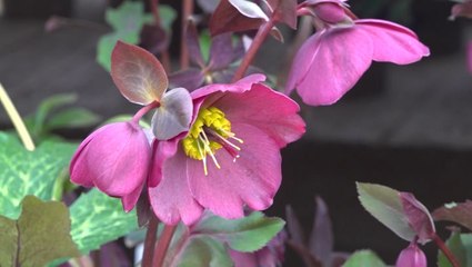 Nurseries prepare for crowds as spring growing season begins